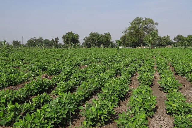 selecting good quality peanuts